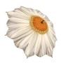 DaisyB