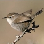 wren