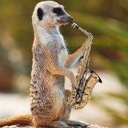 Meerkat